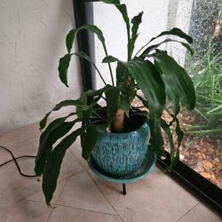 Dracaena Plant in Teal Ceramic Pot