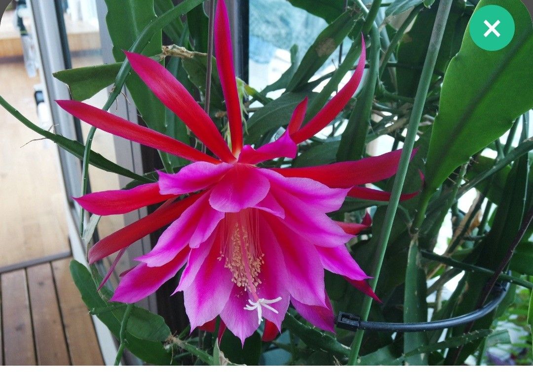 Epiphyllum Plant With Pot