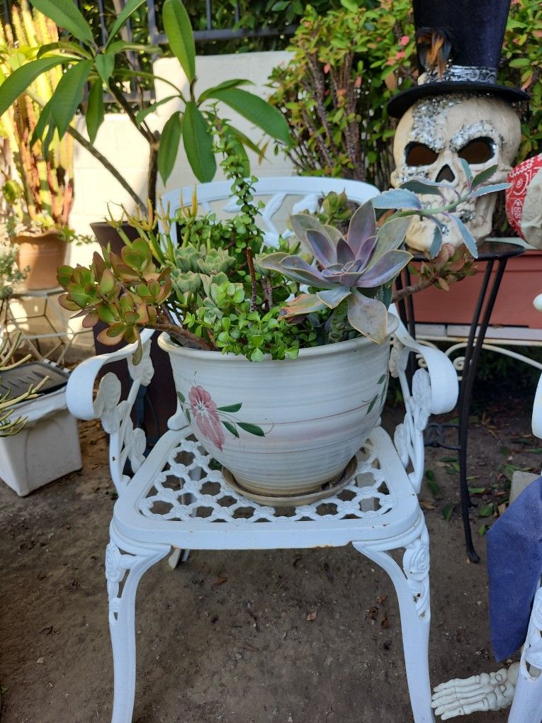 About 5 Different Succulent Plants In Pot
