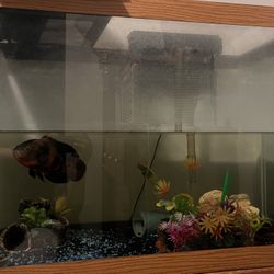 80 Gallon fish tank 