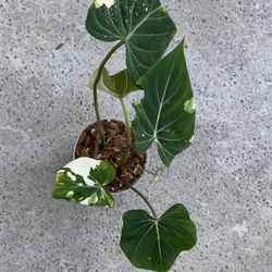 Philodendron Gloriosum Variegated 