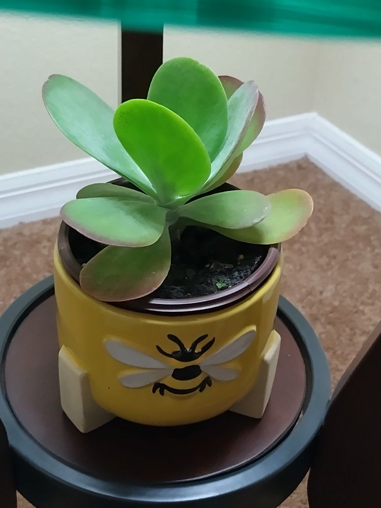Succulents