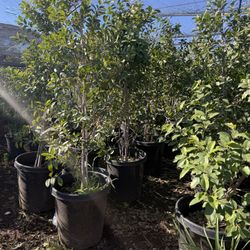 Ligistrum 15gal Closing Sale Privacy Plant 