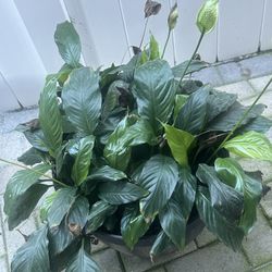 Spathiphyllum Peace Lily Indoor Plant Shade Plant 
