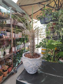 Silver Madagascar Palm