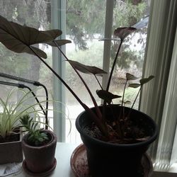 Alocasia