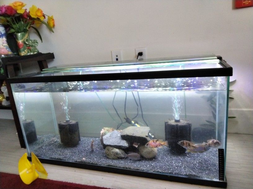 40 Gallon Aquarium Setup
