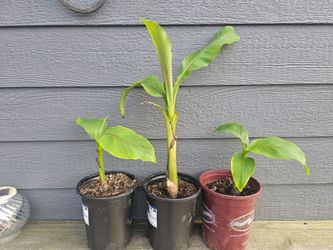 Banana plants