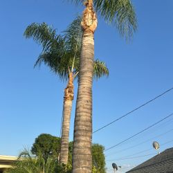 Palms Trimming 