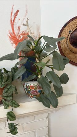 Silver sword leaf plant