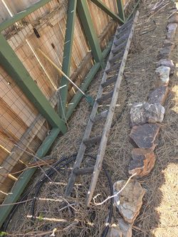 Antique wood orchard ladders