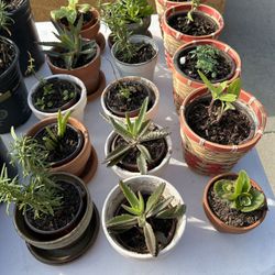 Plants 🪴 $2.00