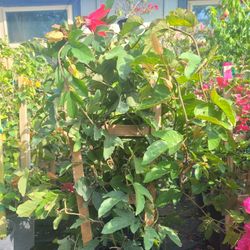 Red Passion Flower Vaine 