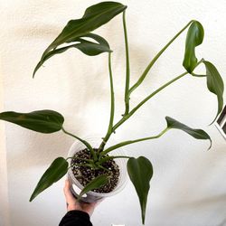 Monstera Burle Marx Flame 🌱❤️‍🔥