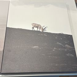 set of 2 ikea canvas