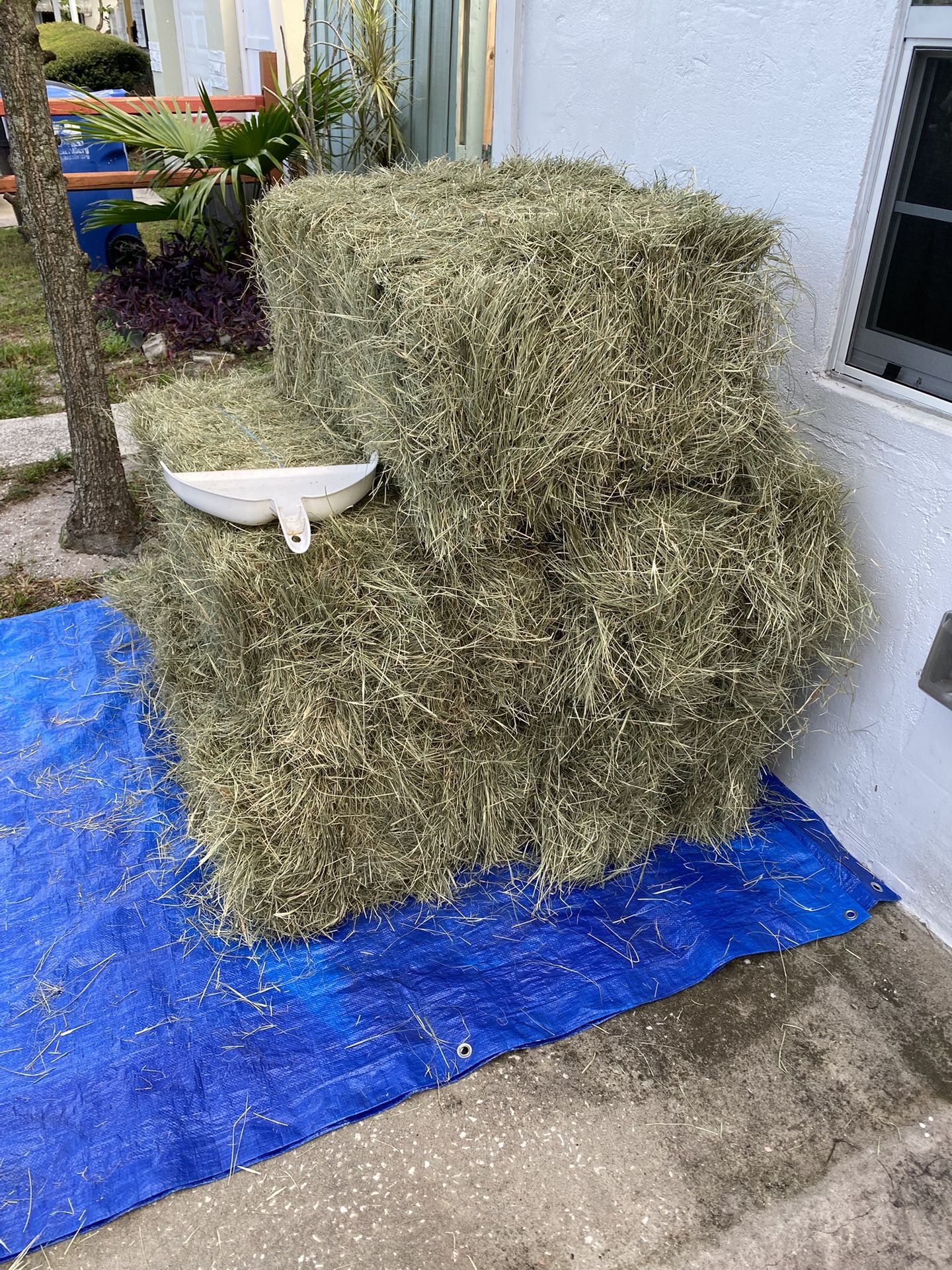 Halloween Bales Of Coastal Hay Or Horse Feed