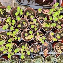 Perennial Dragon's Blood Sedum
Stonecrop Phedimus 4" pot Perennial Plant