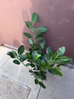 8” ficus audrey