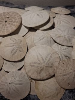 SAND DOLLAR SEASHELLS