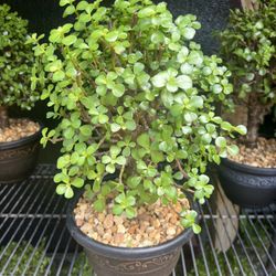 Bonsai Jade In 8” Pot. SPECIAL PRICE 🤩