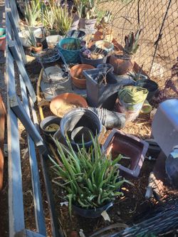 Aloe vera and planters