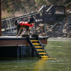 Dog Ramp