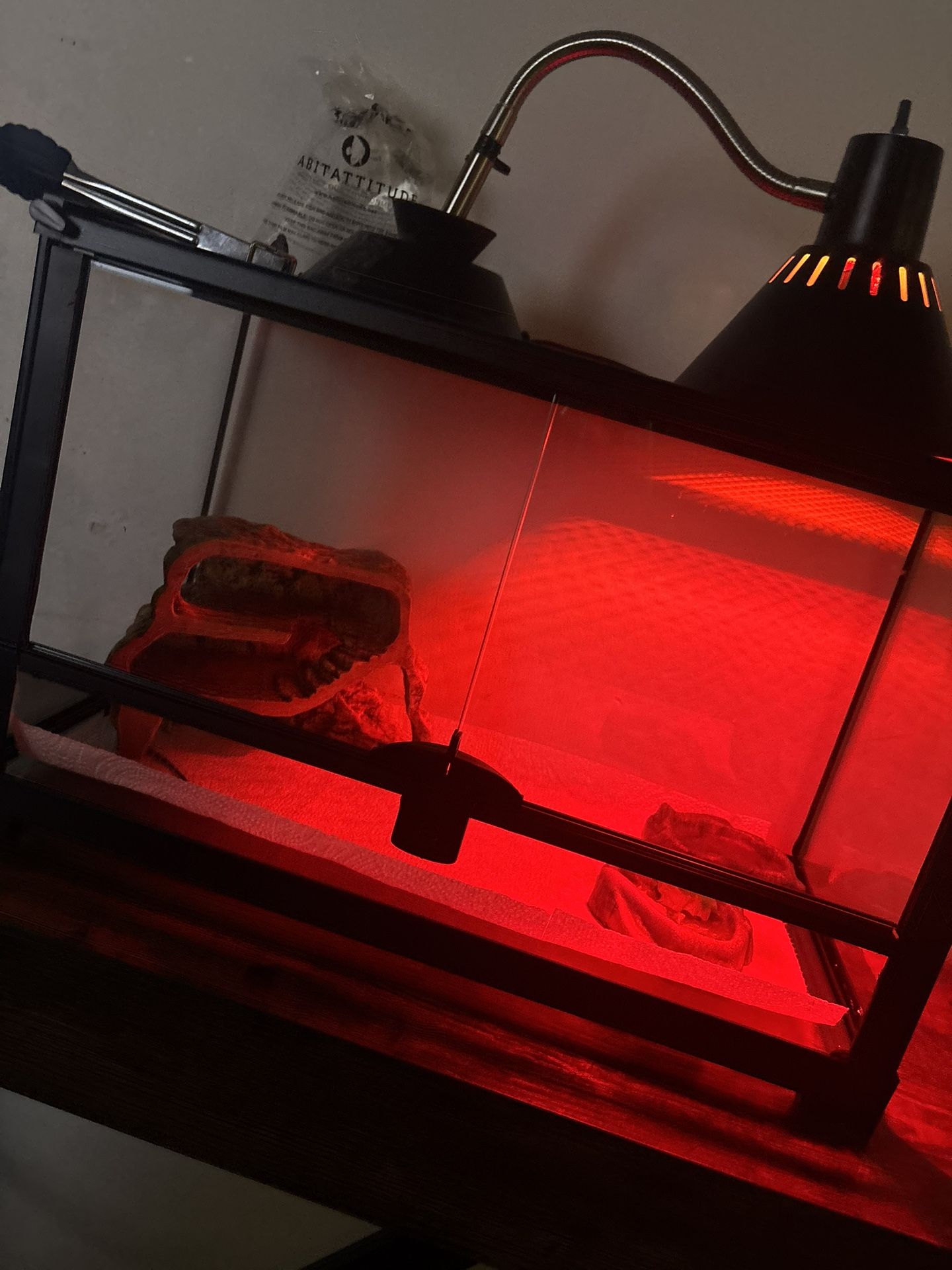 bearded Dragon Enclosure