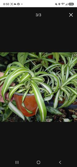 Spider Plant Houseplant