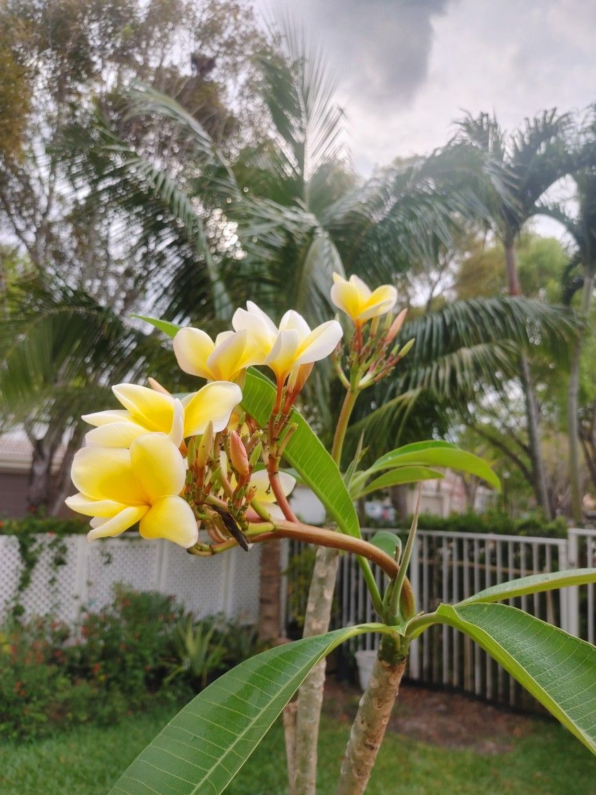 Plumeria  Frangipani 6 Feet Tall Yellow Hawaiian Flower