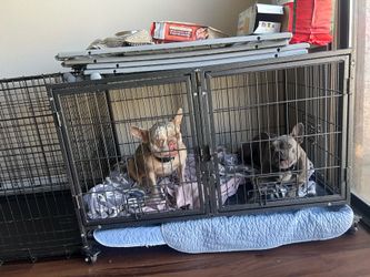Dog cage with dividers