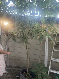 Avocado Tree