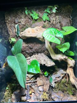 12x12x18 vivarium