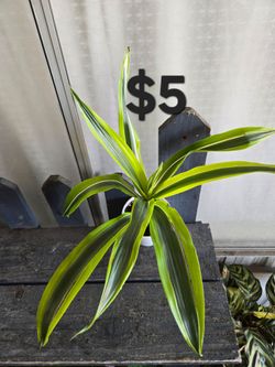 Dracaena