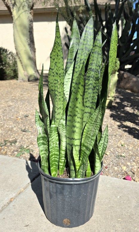 Sansevieria Zeylanica Snake Plant #6