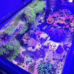 Established Reef Tank With Lights And Everything Included