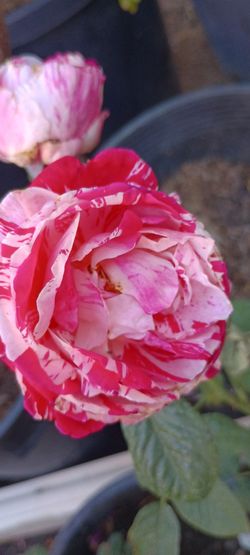 Rose plants 🌹