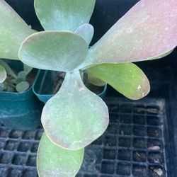 Plant Kalanchoe Luciae Succulent