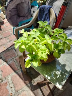 Planta De Orégano Oja Grande 