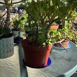 Succulent Elephant Bush Plus Corral Plant or gollum Jade