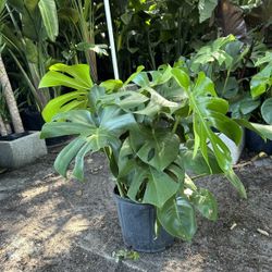 HOME PLANTS- SPECIAL PRICE MONSTERA 3 GL