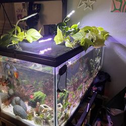 40 Gallon Tank With Accessories 