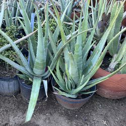 Aloe Vera And Agave Plants 