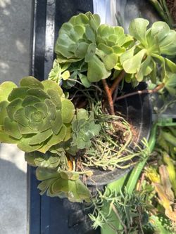 FREE PLANTS