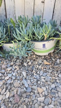Senecio Succulent  $10.00 each One