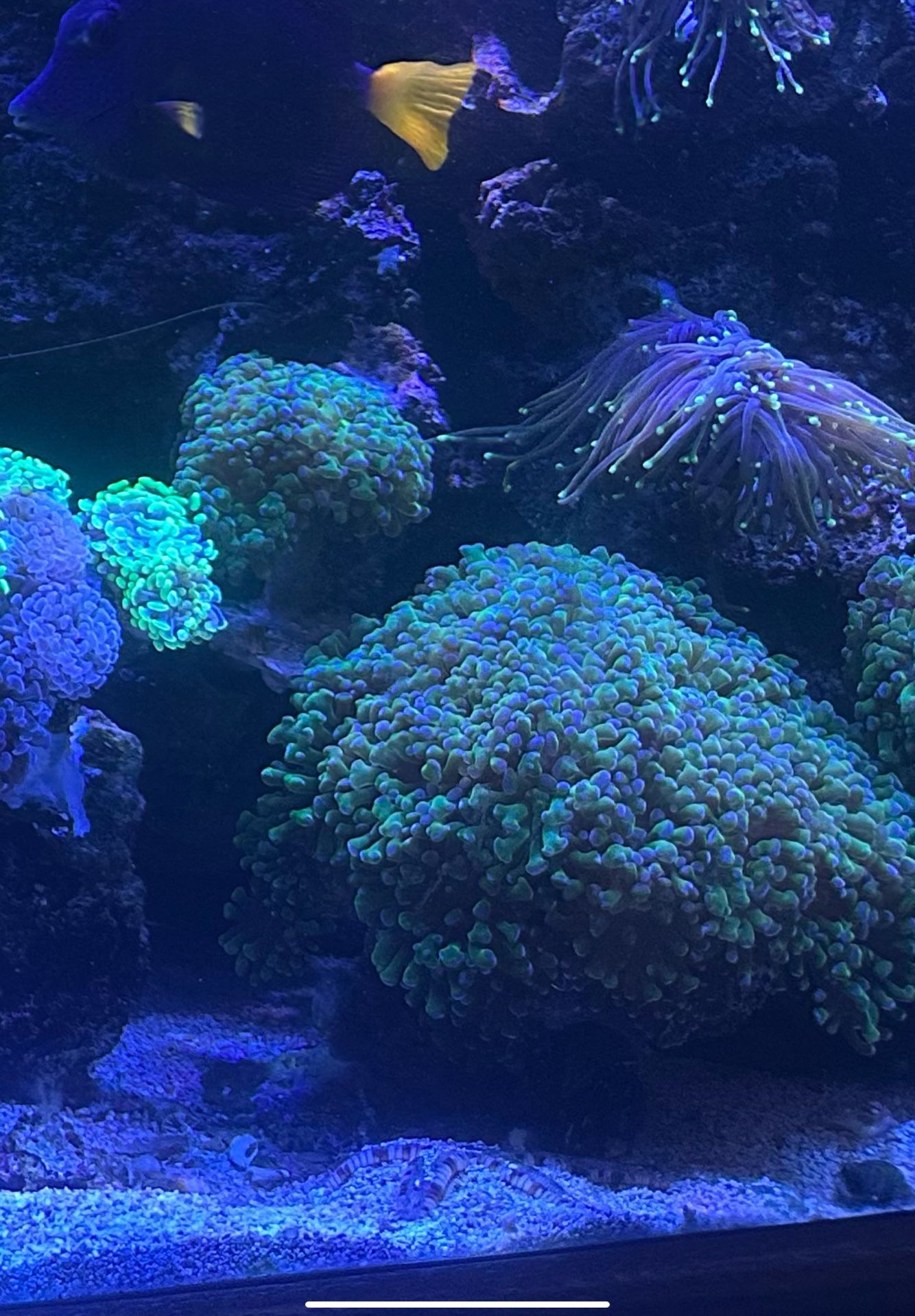 Fake Corals decoration purple tip hammer over 50 heads