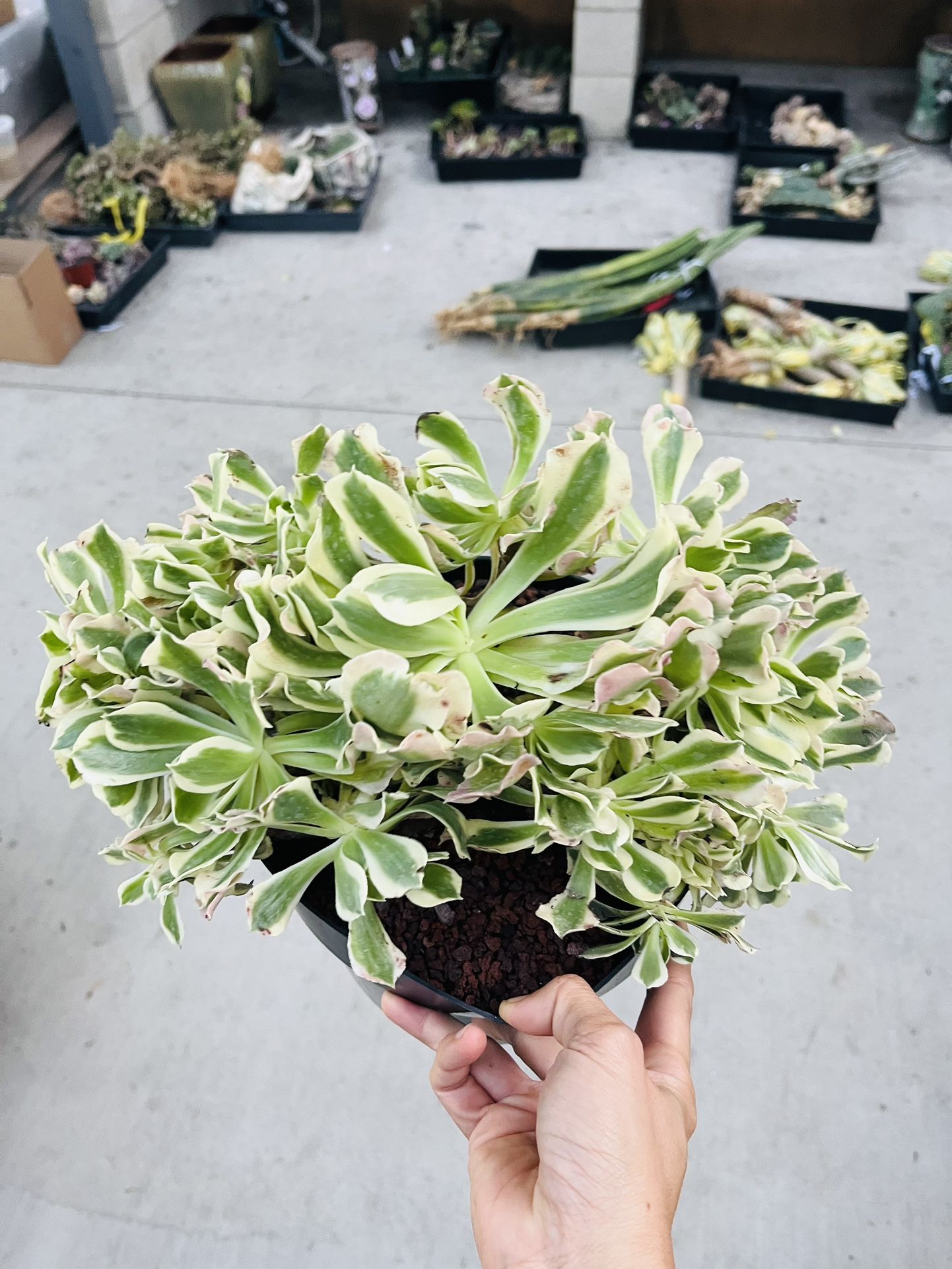 Aeonium River Stone Variegated Wavy Imported