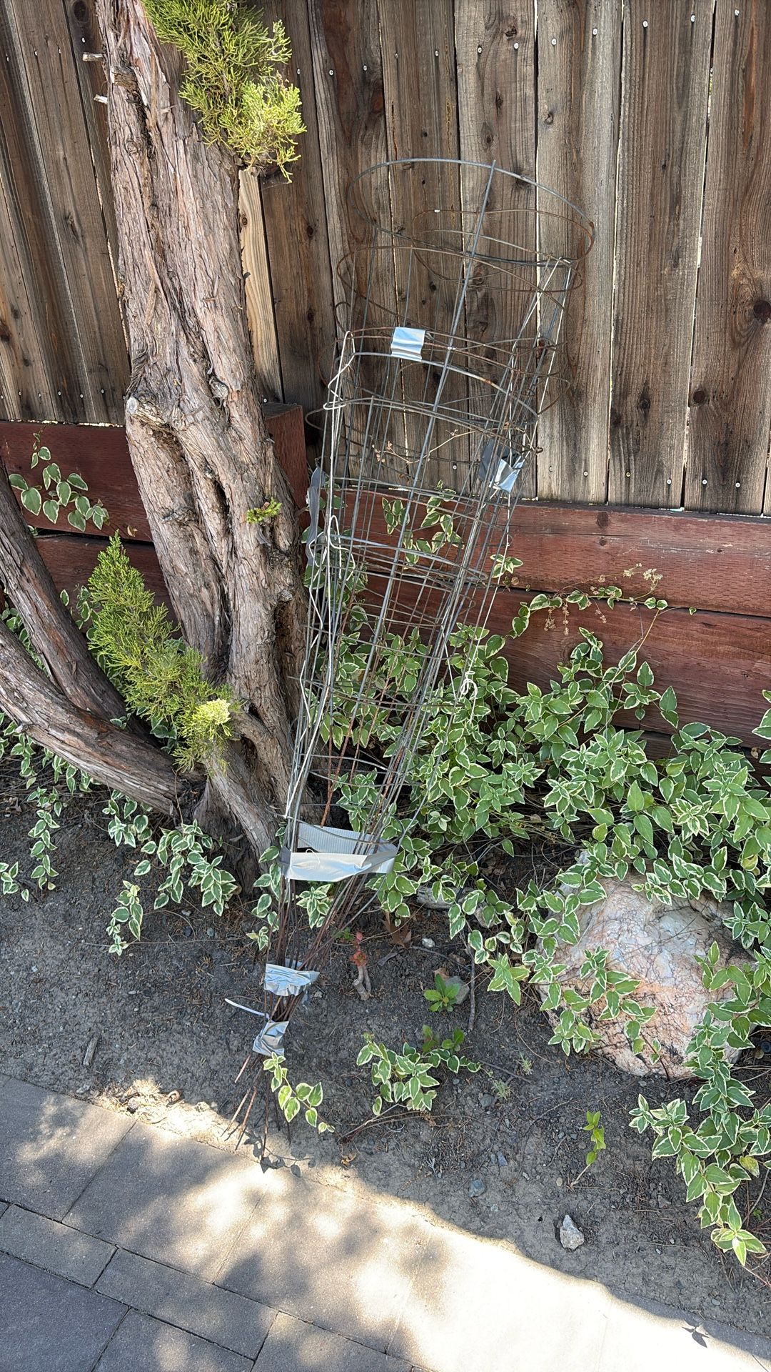 FREE TOMATO CAGES