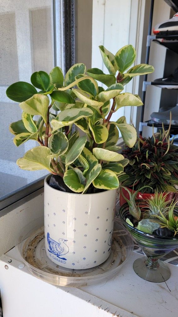 Assorted Plants And Succulents