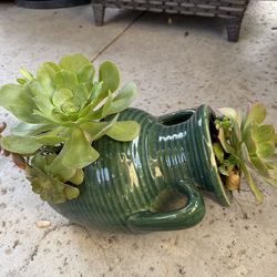 Cute Succulent planter