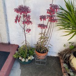 Two Long-blooming (Plants. These Are Very Pretty And Have Been Blooming For At Least Five Weeks